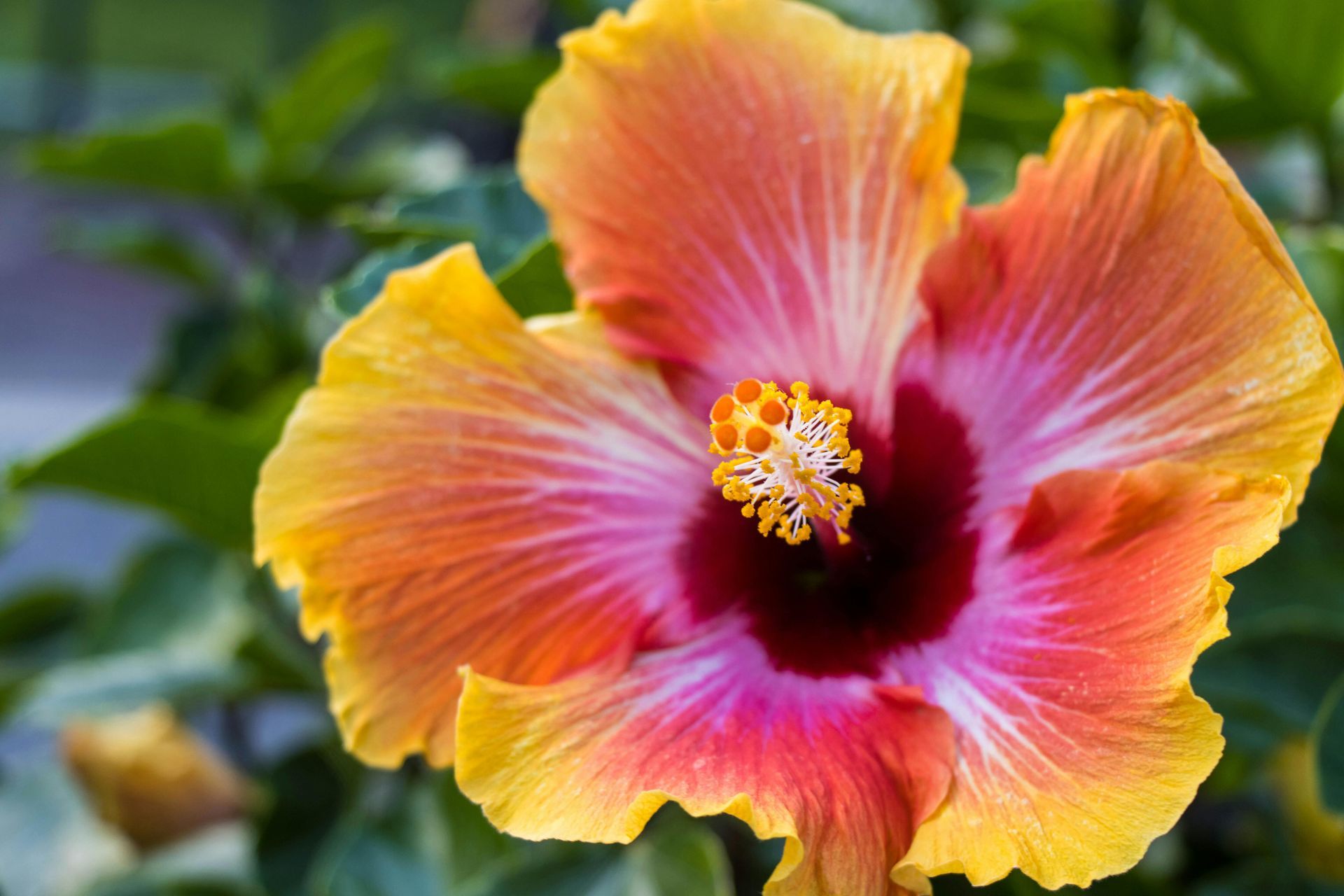 Tropical Plants
