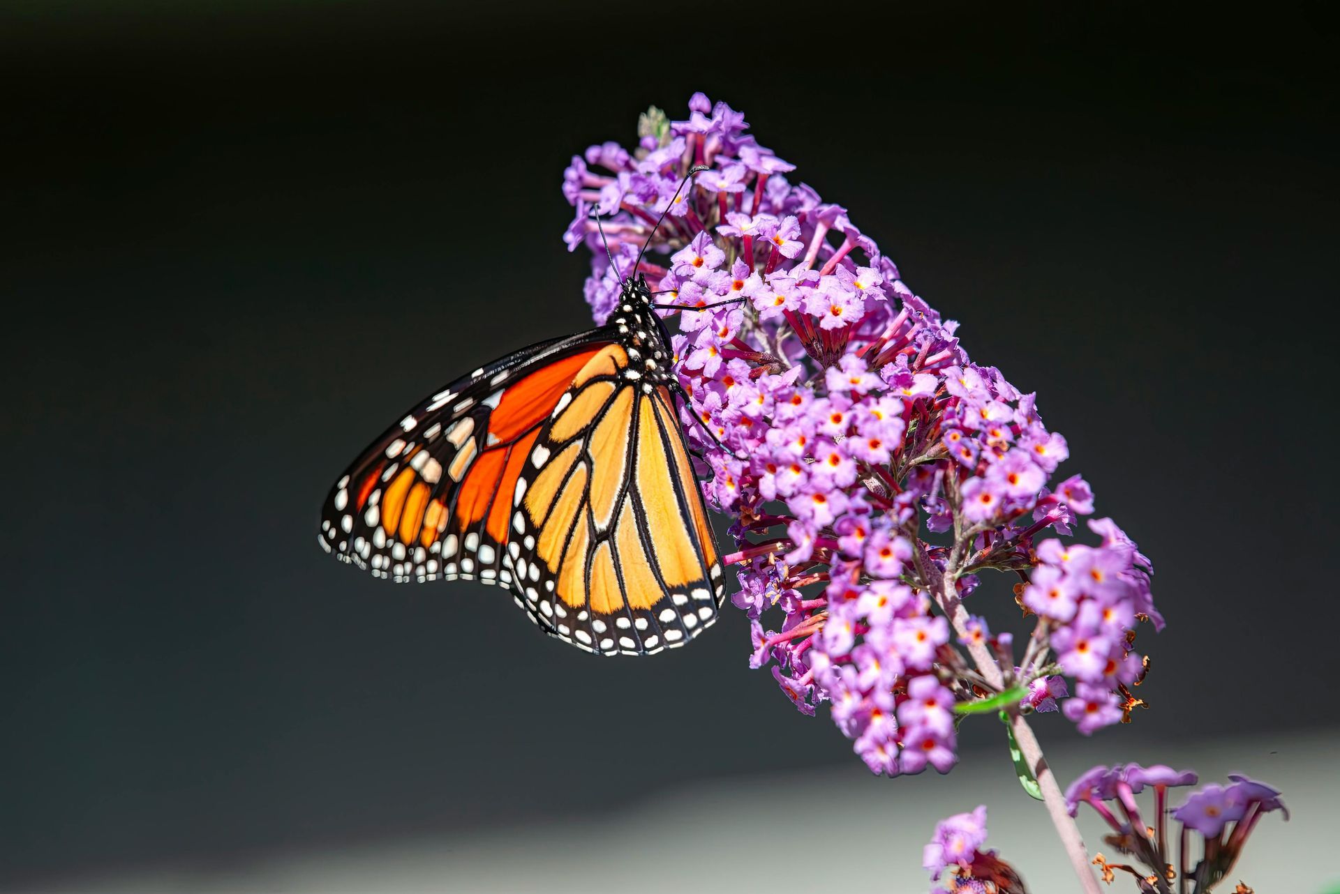 Shrubs for Containers 