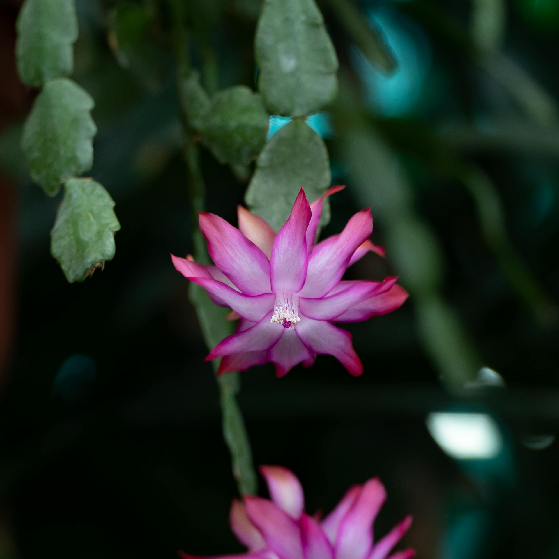 Christmas cactus