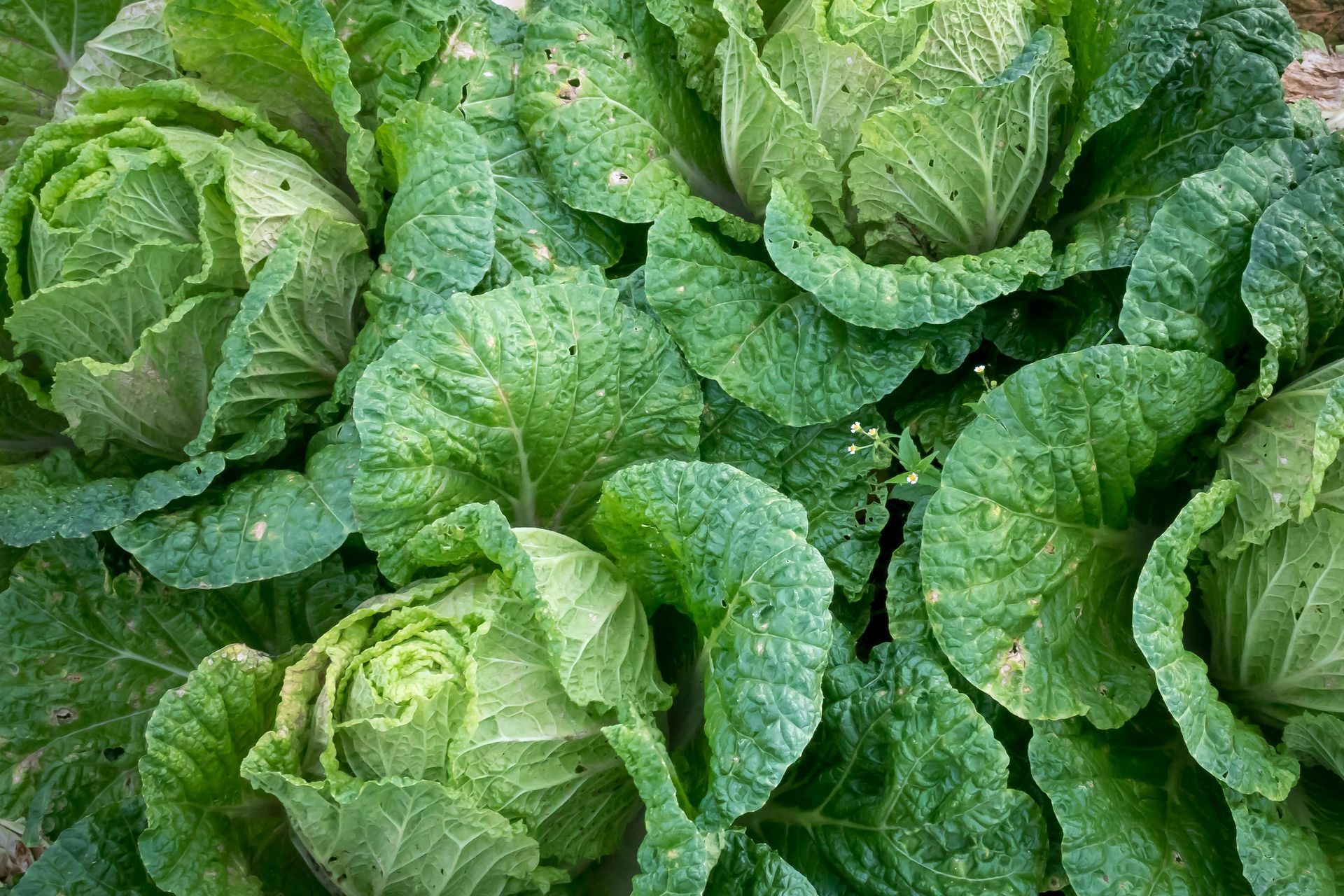 ornamental cabbage and kale