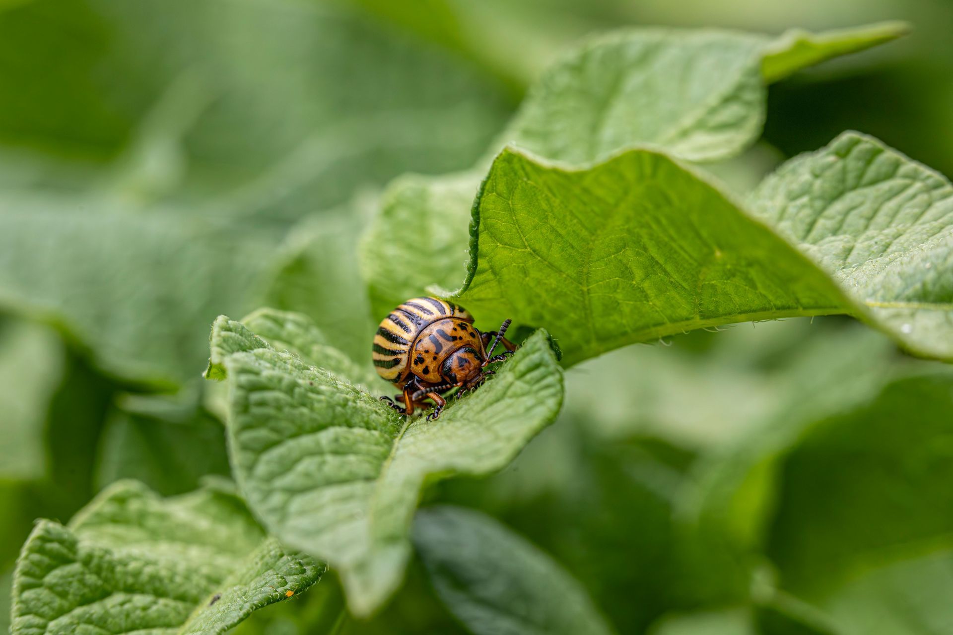 Colorado Potato Beetle