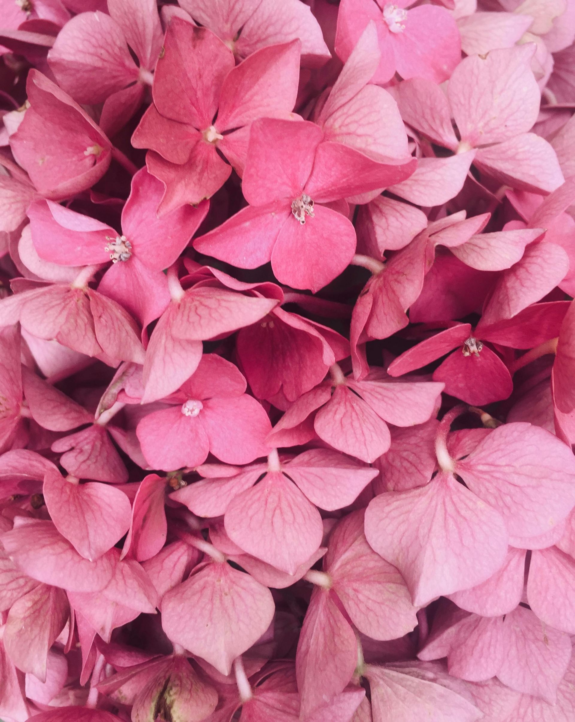 Hydrangea 