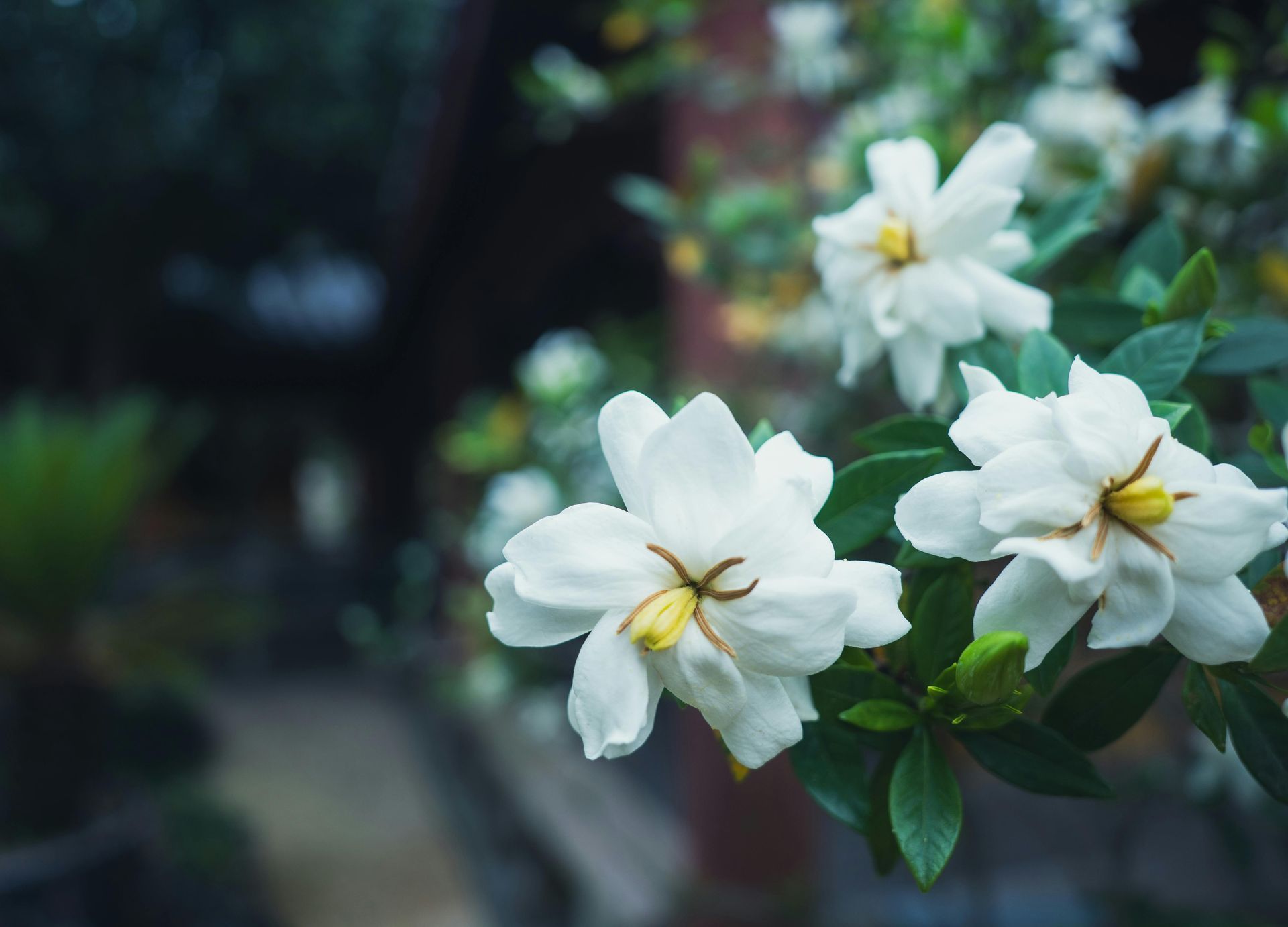 Summer Shrubs