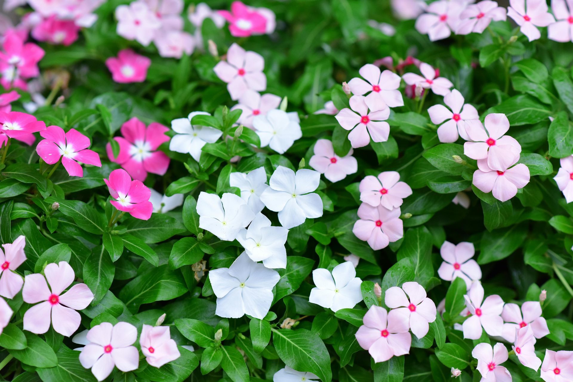 Summer Annuals for Sun and Shade