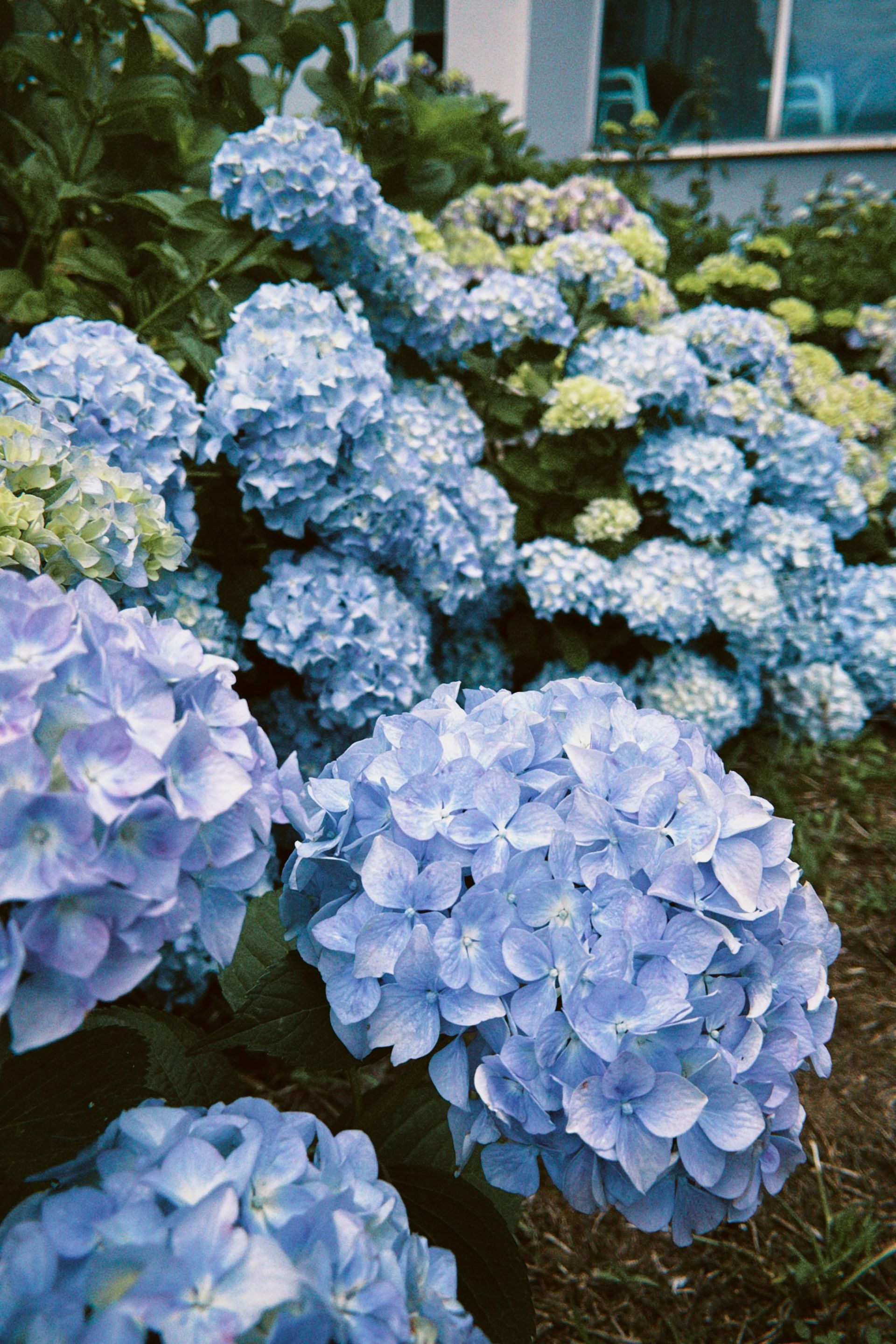 Hydrangea
