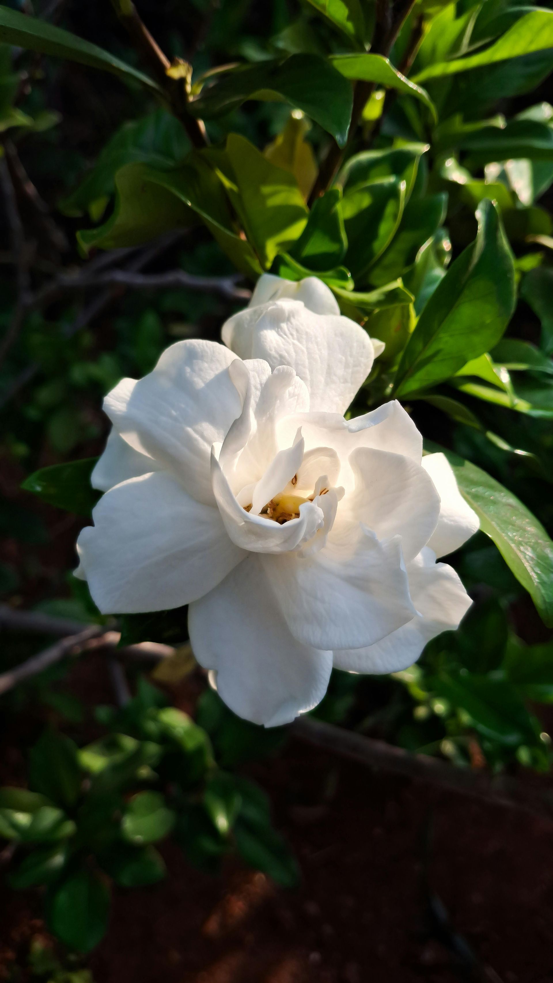 Gardenia