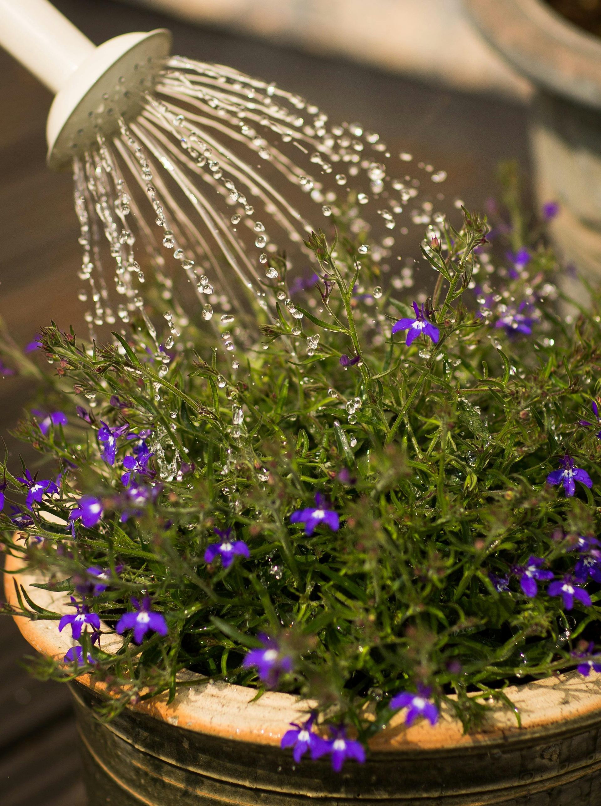 Nurturing Garden in Late Summer