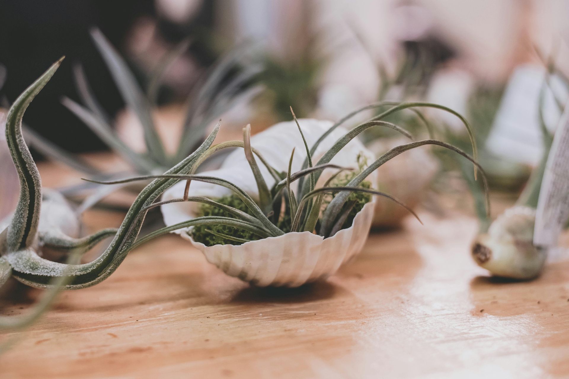 airplant