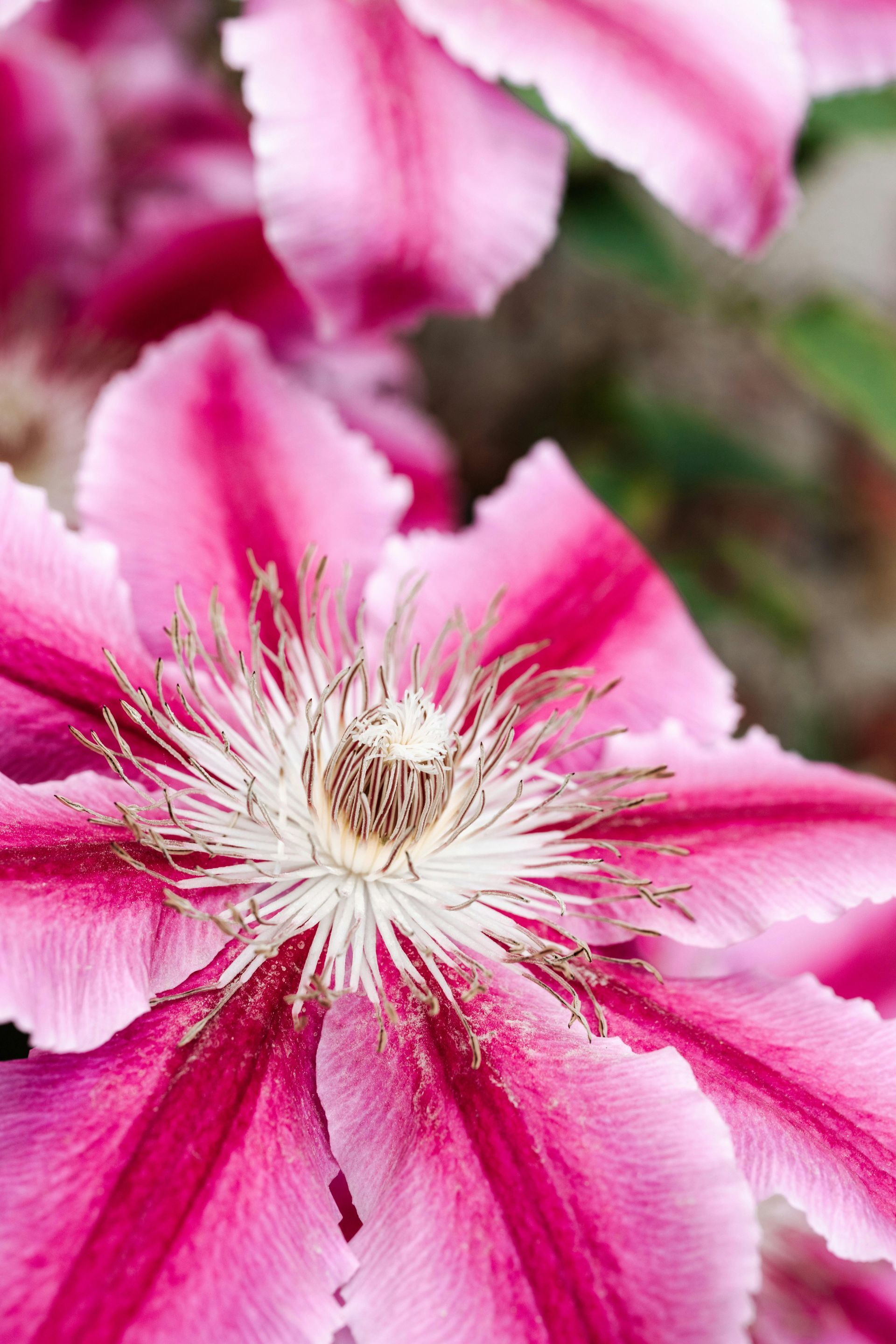 Clematis 