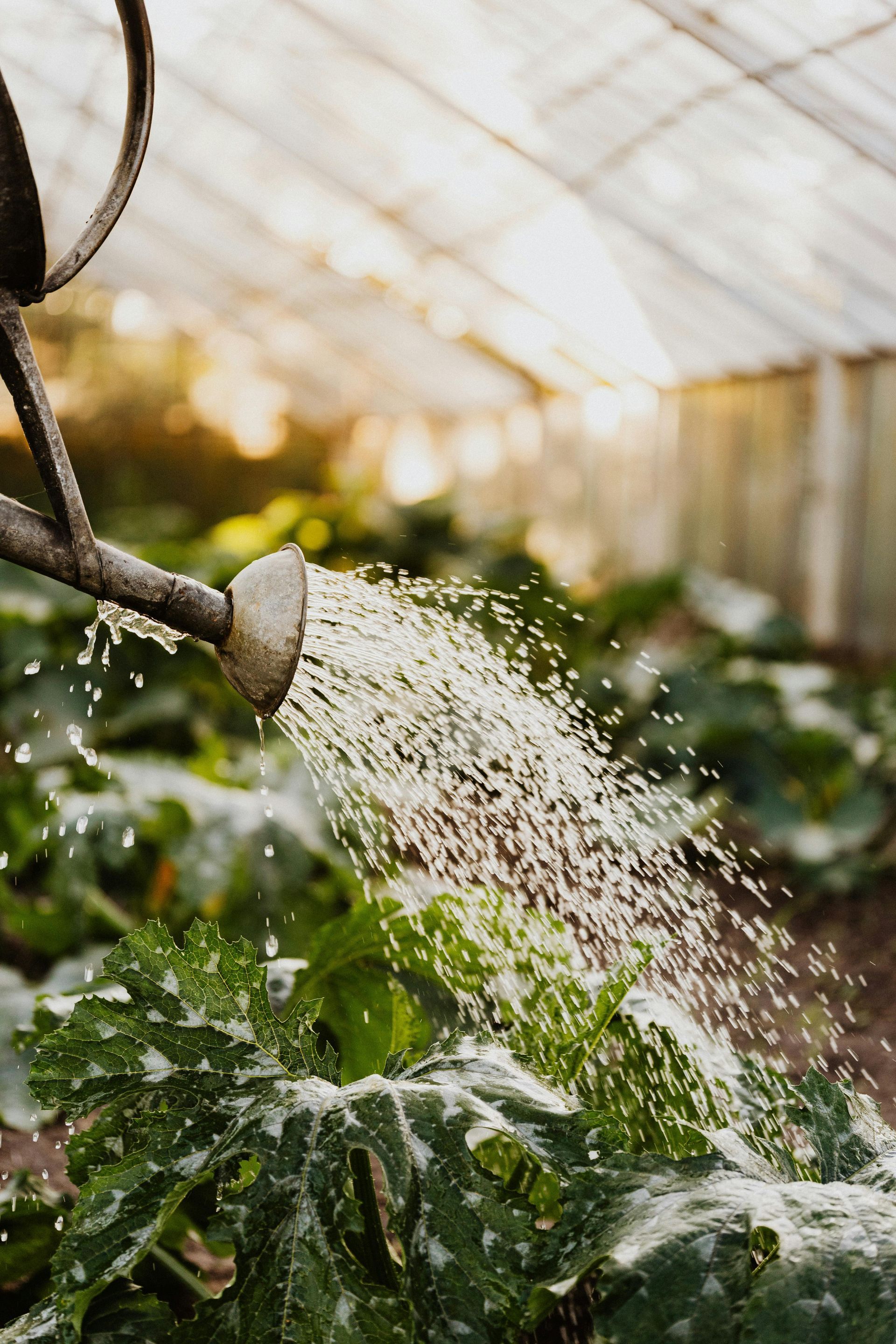 Water Conservation in Landscape
