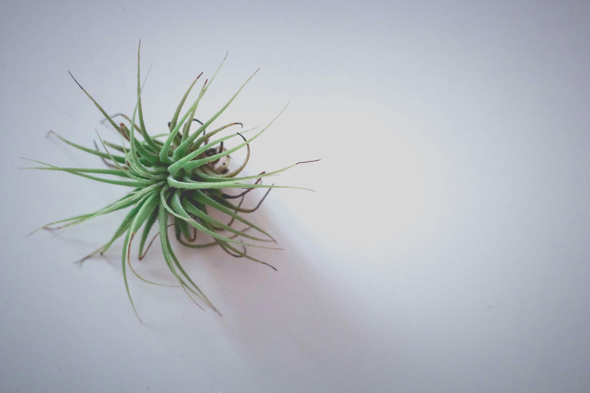 Airplants