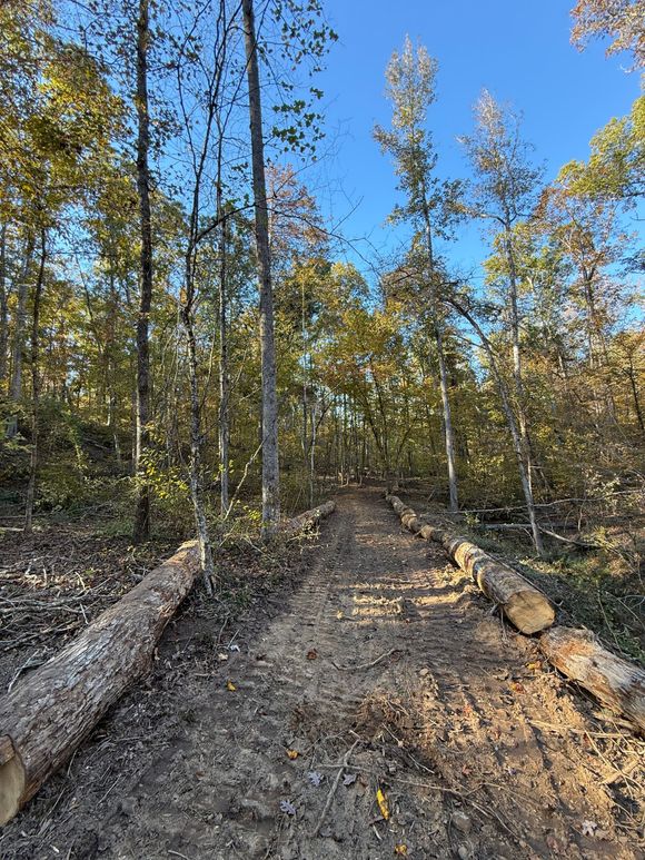 Dirt path through a wooded area, bordered by logs. Trees with sparse fall foliage. Blue sky.