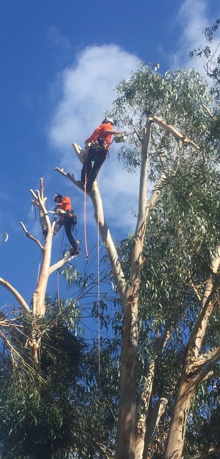 Tree Maintenance — Emergency tree removal, New England in Inverell, NSW
