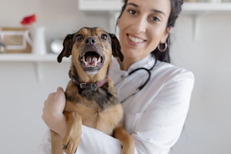 A Doctor Carrying A Happy Dog — Lumberton, NC  — Baird's Animal Hospital