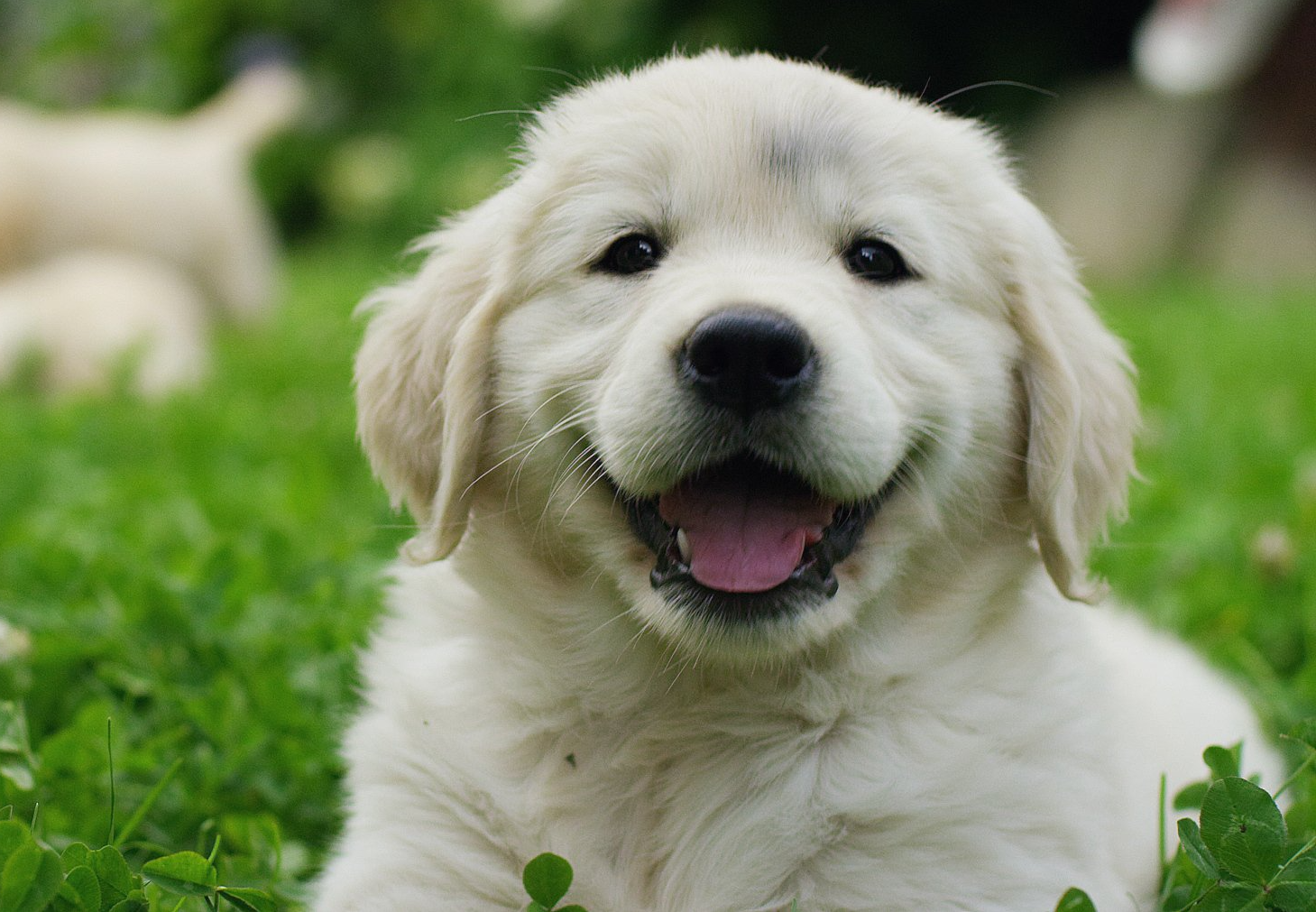 Puppies Golden Retriever breed with pedigree — Lumberton, NC  — Baird's Animal Hospital
