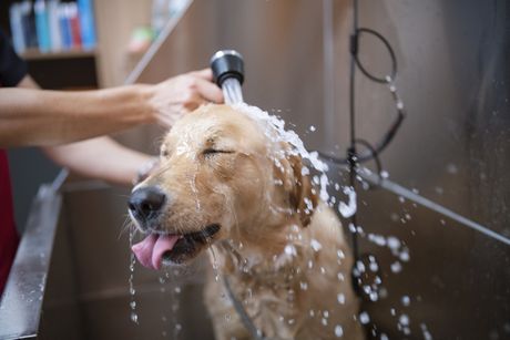 Dog Bath — Lumberton, NC  — Baird's Animal Hospital