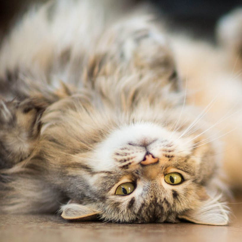 Playful maine coon cat indoors — Lumberton, NC  — Baird's Animal Hospital
