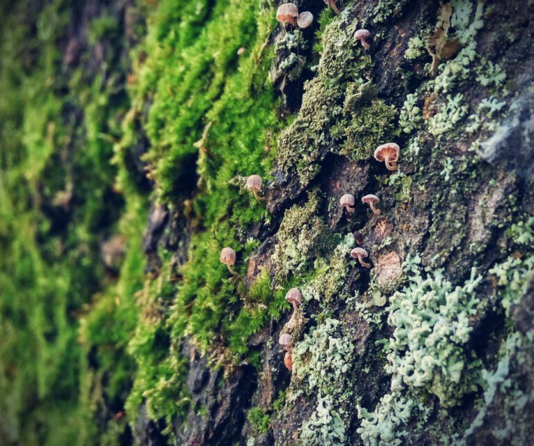 fungus growing on tree