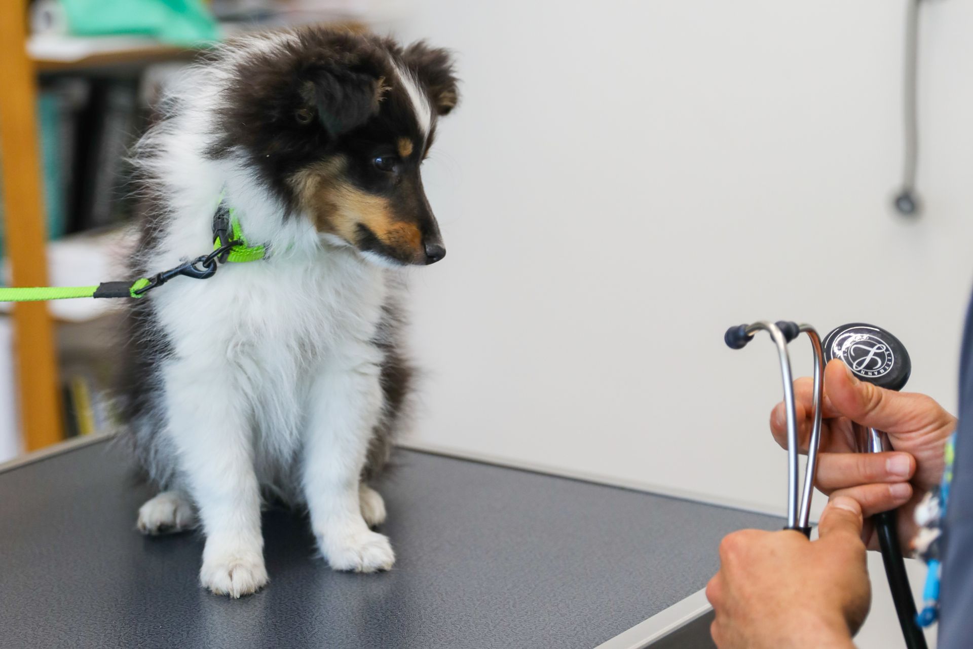 Un chiot est examiné par un vétérinaire avec un stéthoscope.