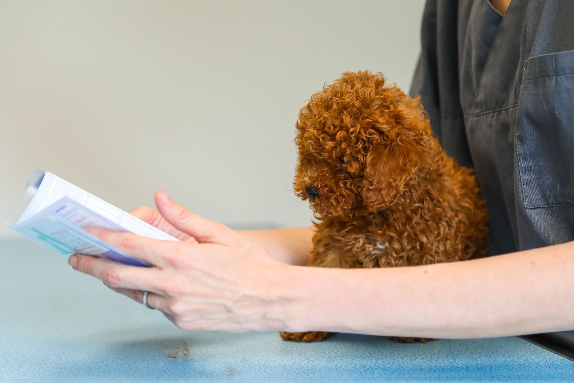 Une personne lit un livre à un petit chien brun.