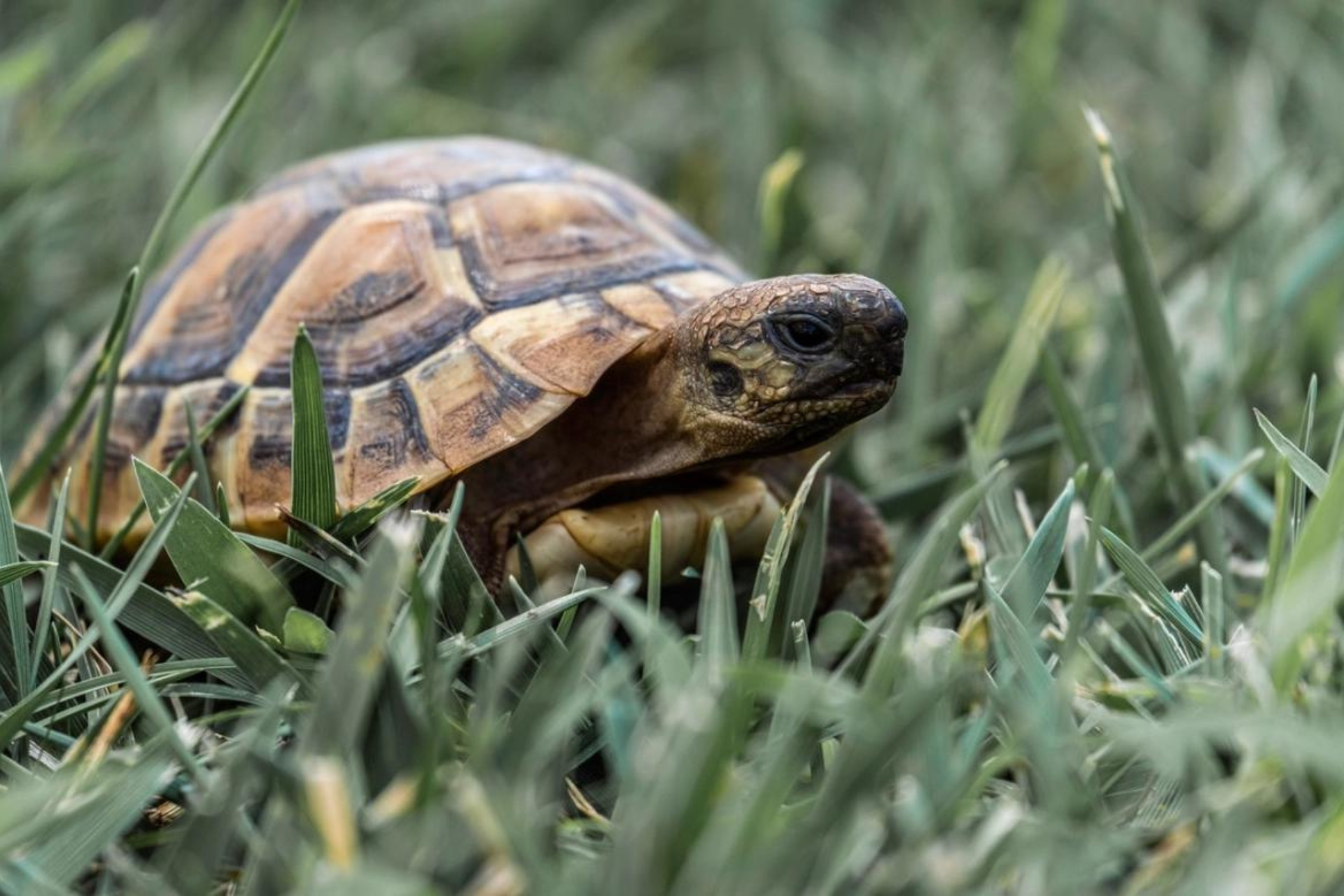 Une petite tortue rampe dans l’herbe.
