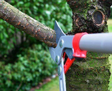 Tree Trimming Temple TX