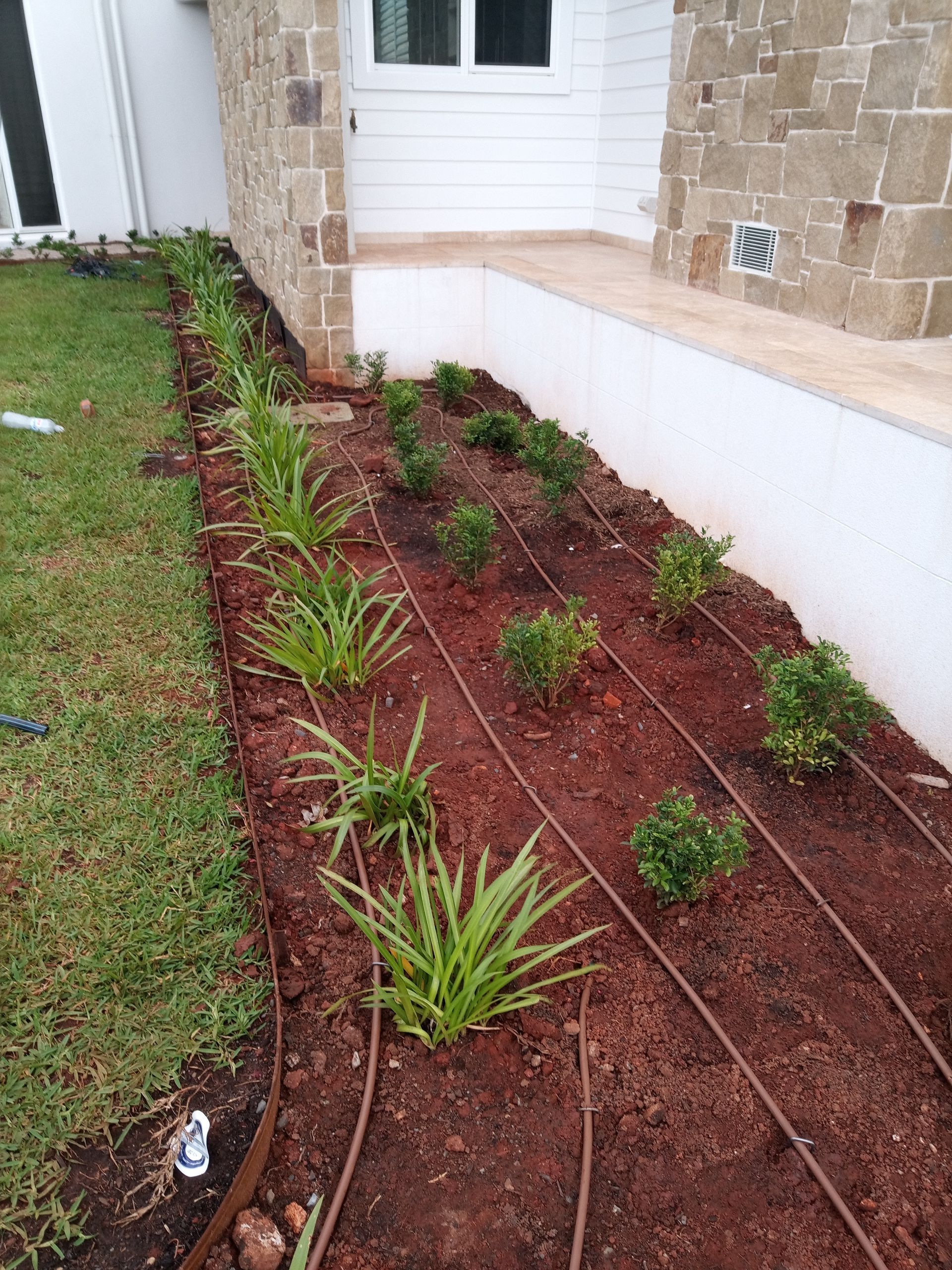A row of plants growing in a garden next to a house.— Midcoast Irrigation & Horticultural Supplies In Wauchope, NSW