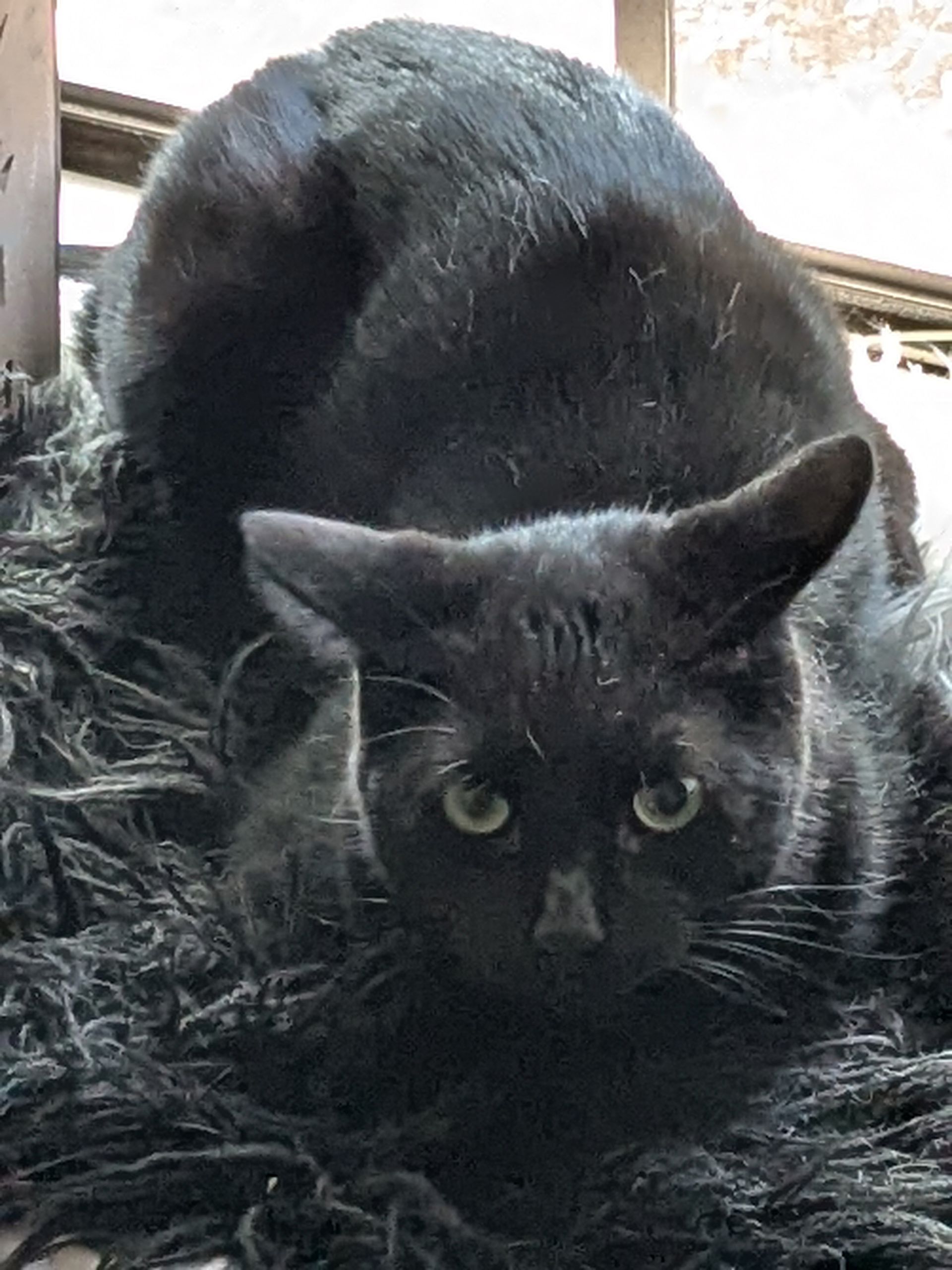 Humorous image of cat as supervisor.