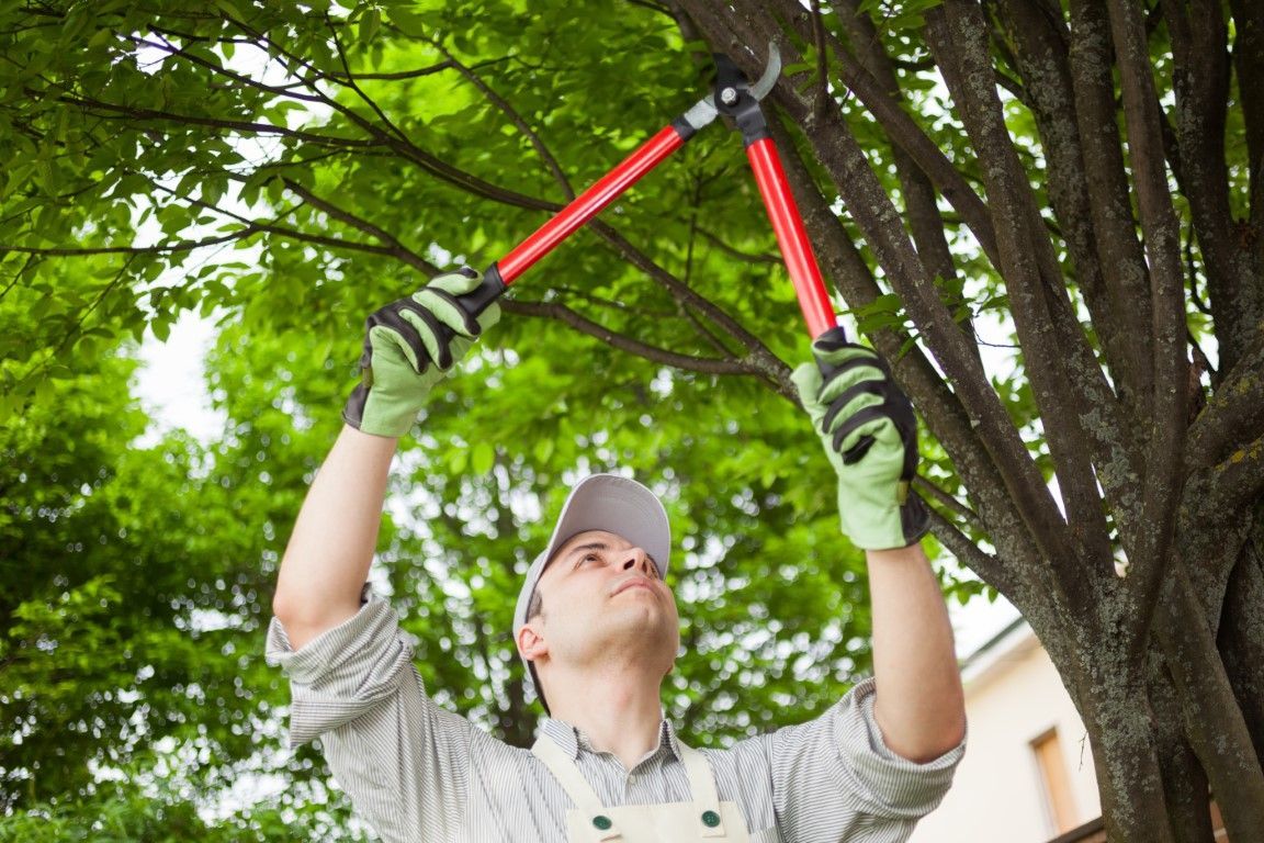 A man is cutting a tree with a pair of scissors.