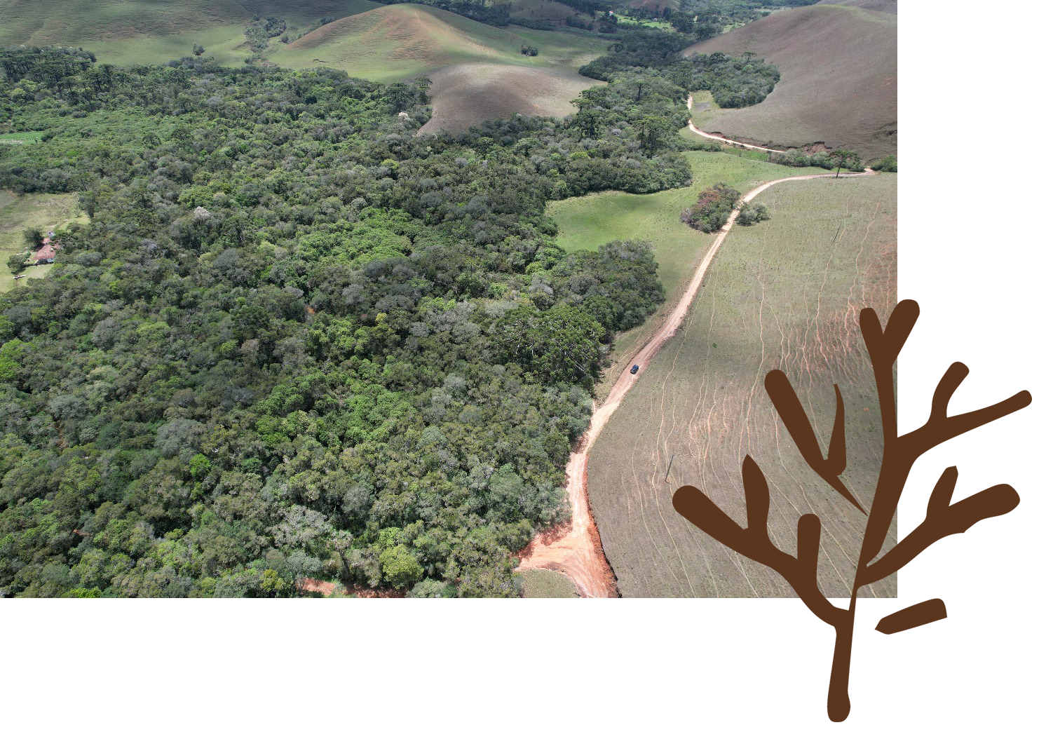 Vista aérea: floresta verdejante justaposta a um campo. Sobreposição de um gráfico de árvore marrom.