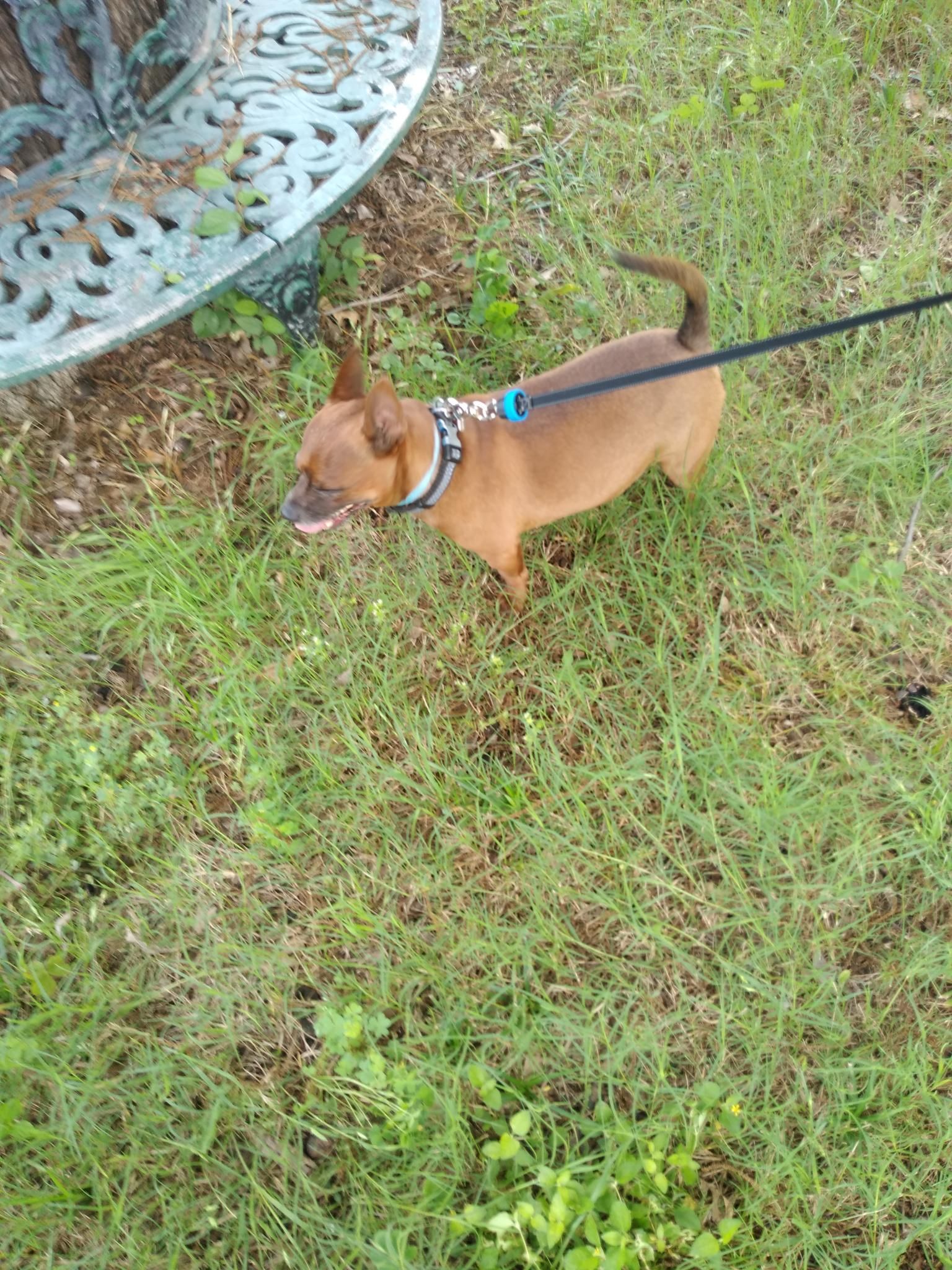 A Small Brown Dog is Walking on a Leash in the Grass