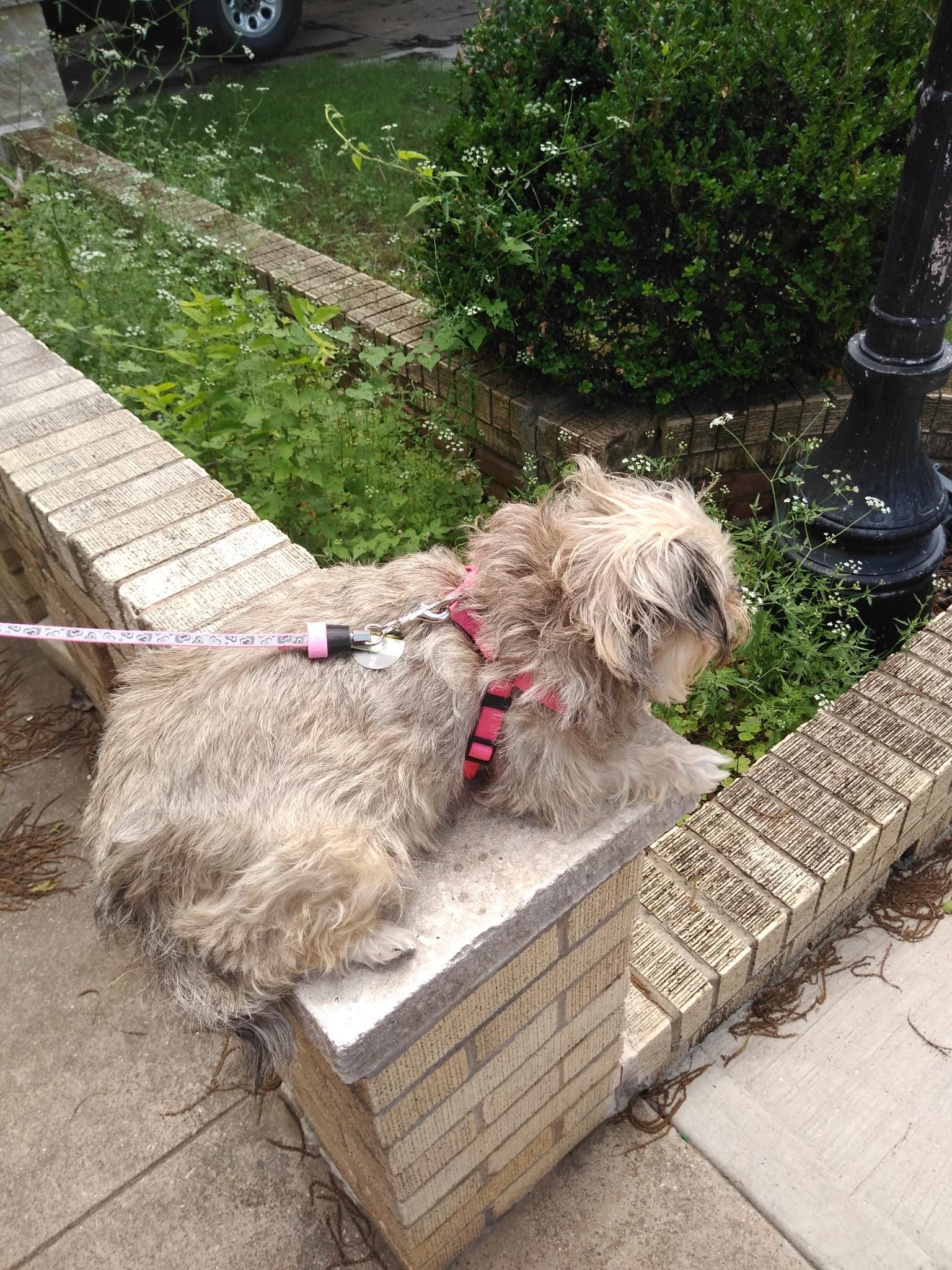 A Small Dog is Laying on a Brick Wall on a Leash