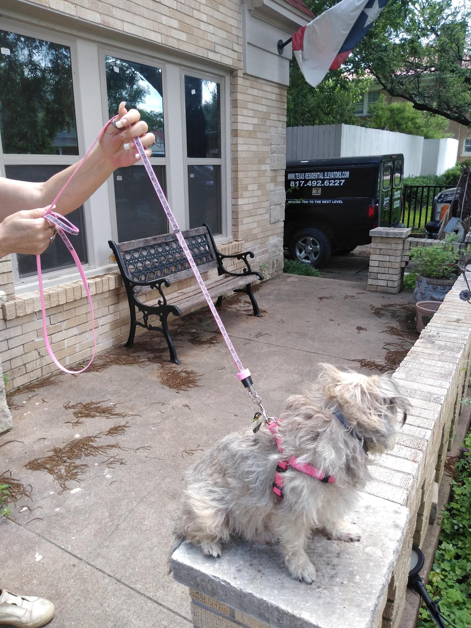 A Person is Walking a Small Dog on a Leash