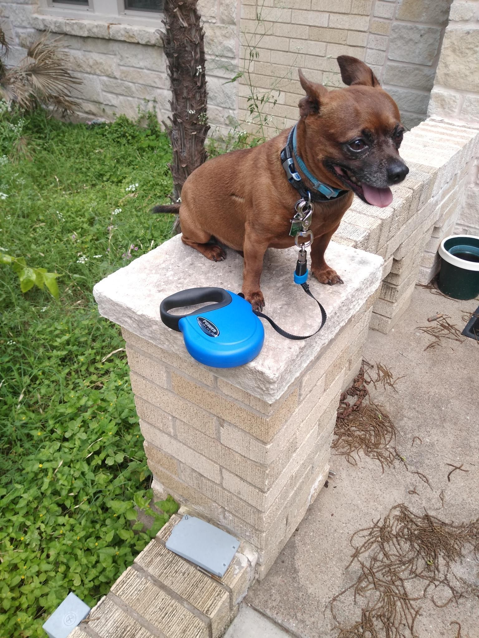 A Small Brown Dog is Sitting on a Brick Wall With a Blue Leash