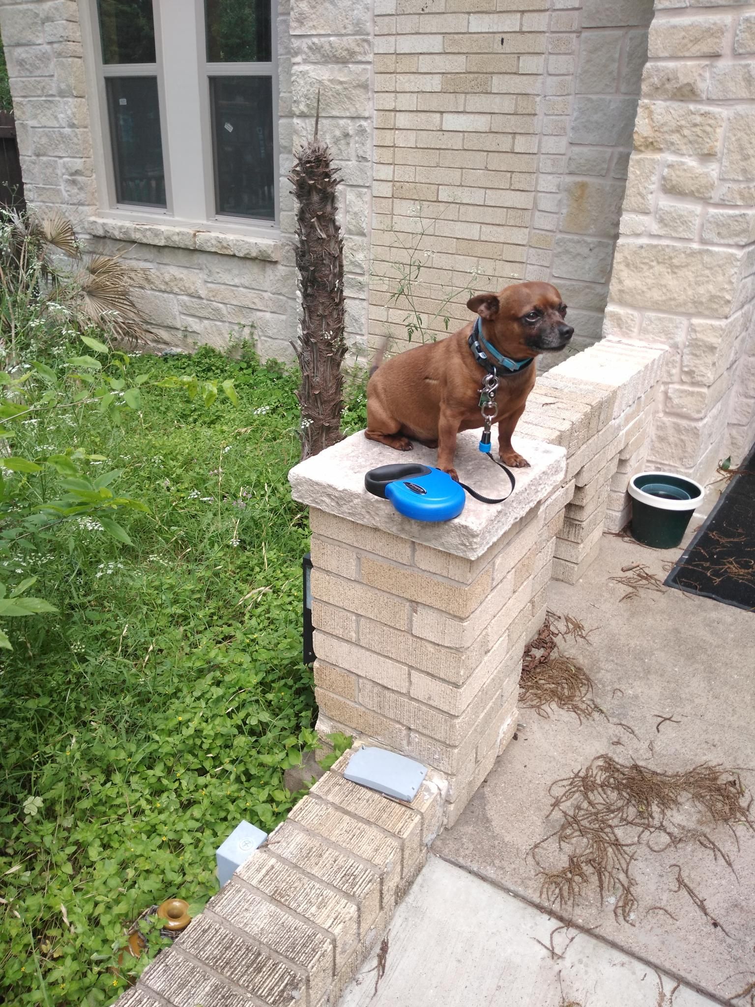 A Small Brown Dog is Sitting on Top of a Brick Wall