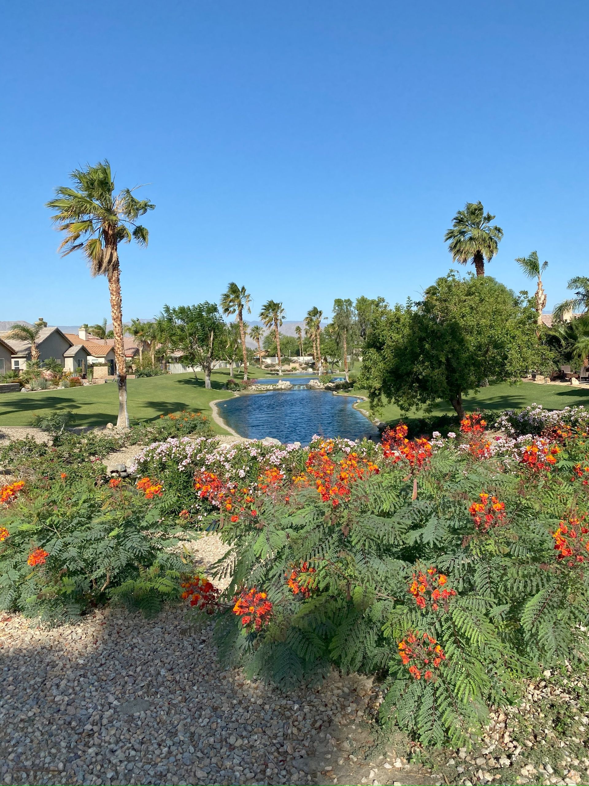 Lush garden with orange flowers, a blue pond, palm trees, and houses under a clear blue sky.