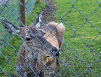 Deer Fences — Neptune City, NJ — JV Fences LLC