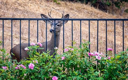 Deer Guard Fencing — Neptune City, NJ — JV Fences LLC