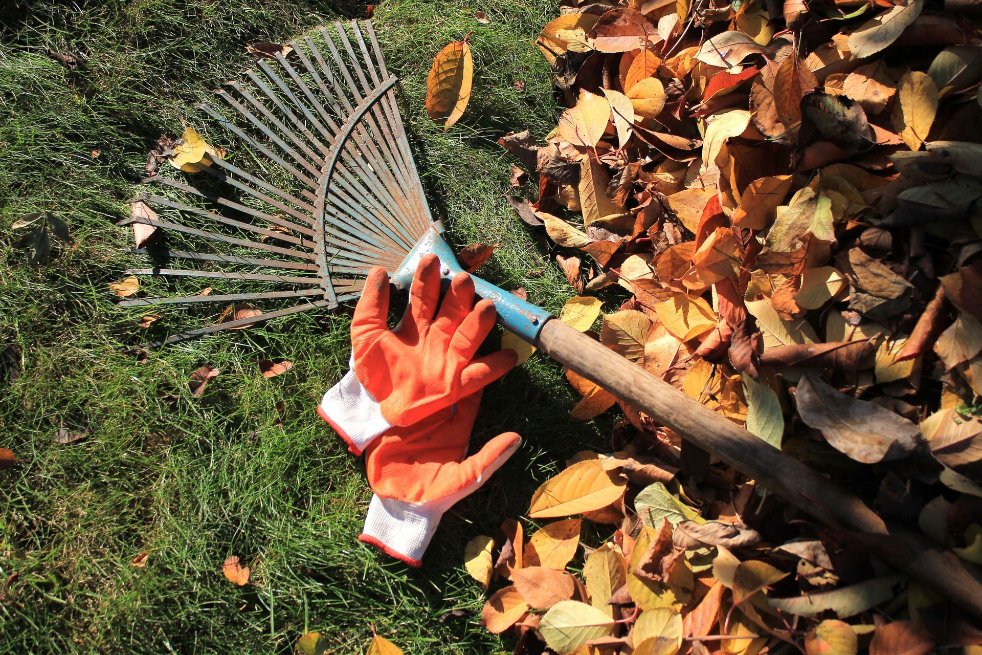 A fan-shaped lawn rake and a pair of orange work gloves lying on green grass next to a pile of fallen autumn leaves.
