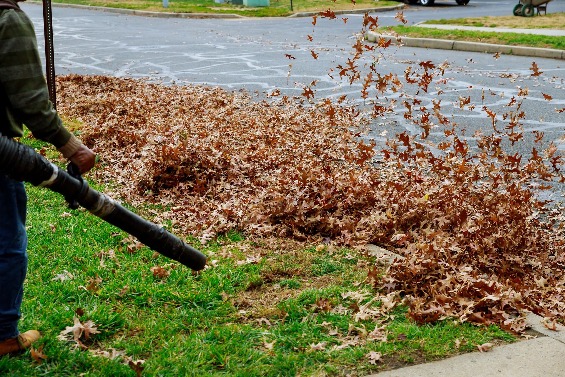 A person uses a leaf blower to clear brown fallen leaves from a patch of green grass onto a paved street.