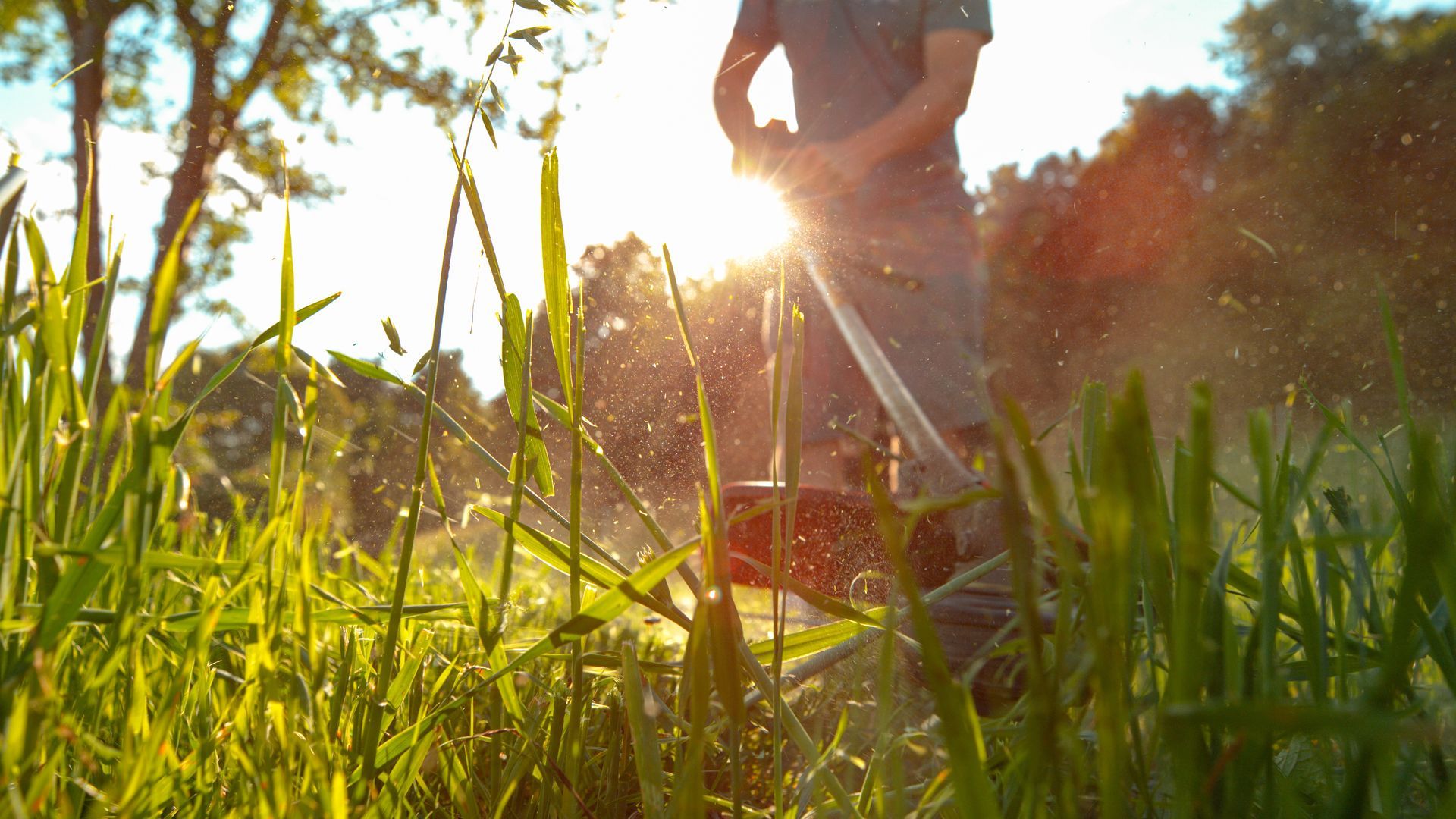A person uses a string trimmer to cut grass in a sunlit field, creating a spray of debris.
