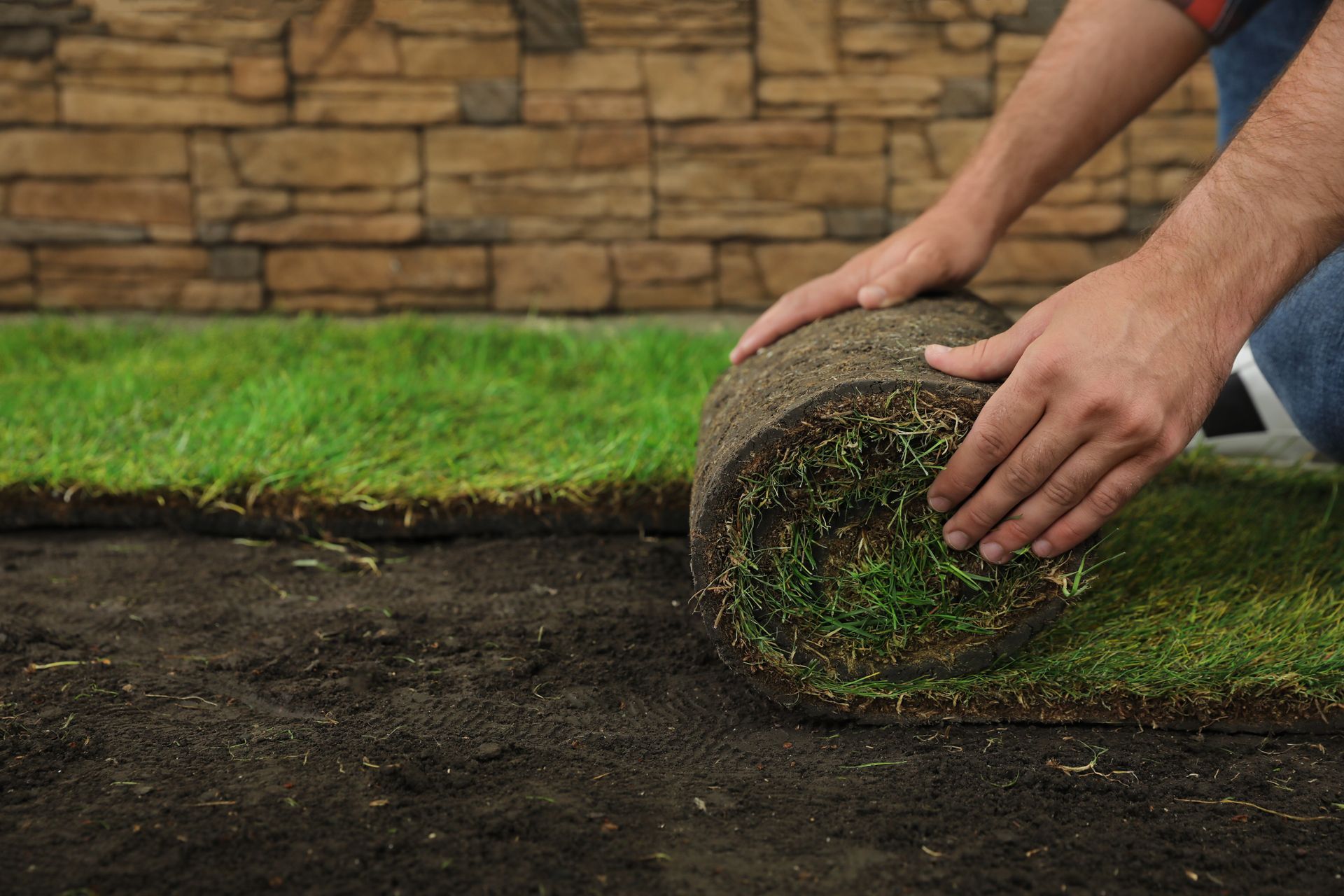 A person kneeling on soil unrolling a layer of fresh green grass sod in front of a stone wall.