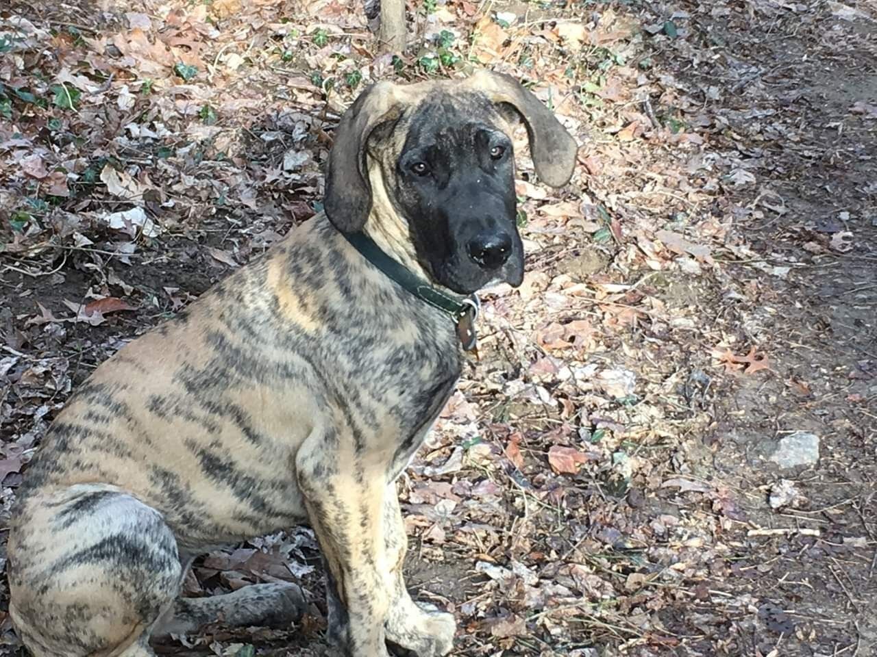 Brindle puppy sitting on a leaf-covered path, looking at the camera.