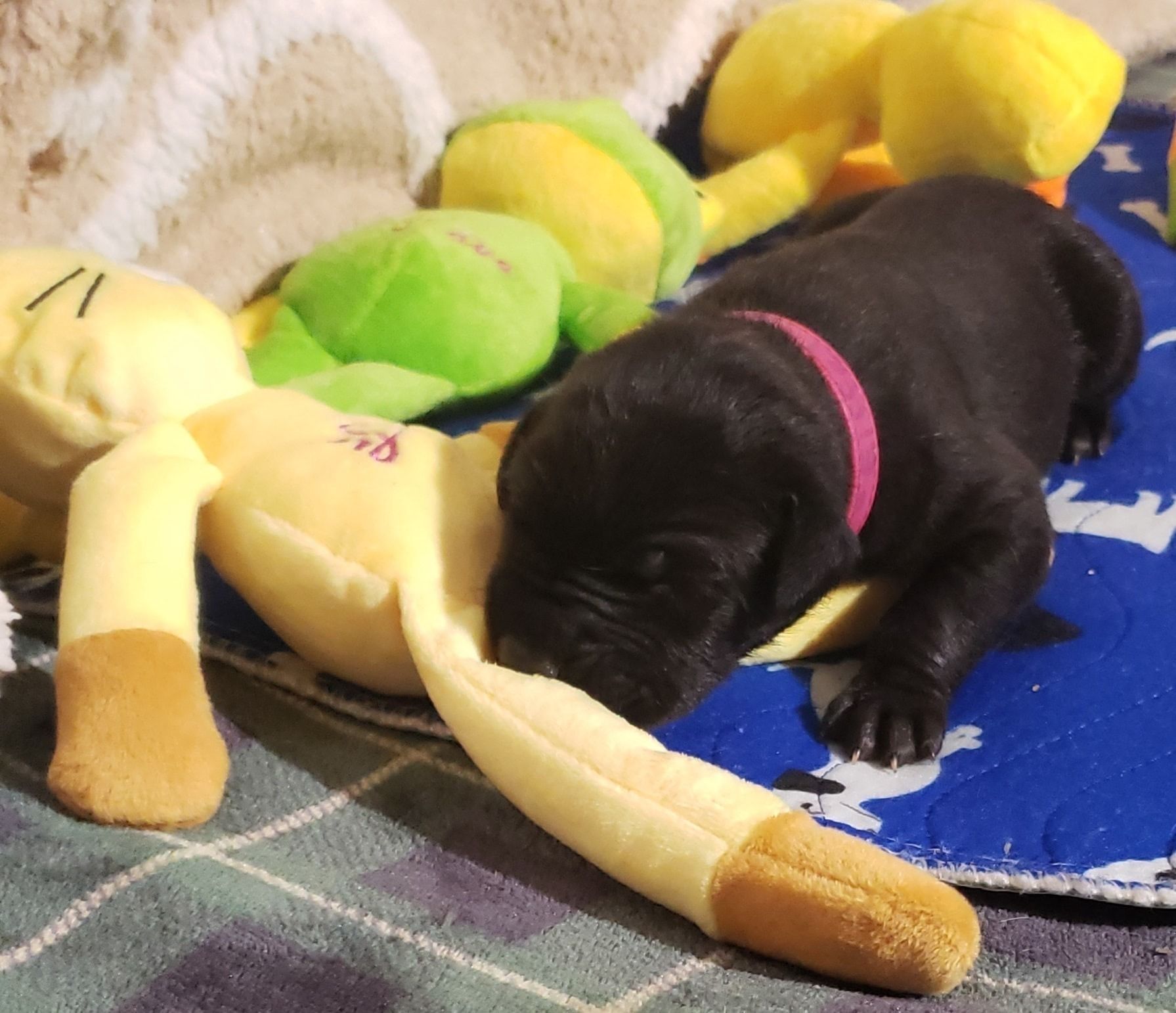 Black puppy with pink collar sleeping beside colorful plush toy on a blanket