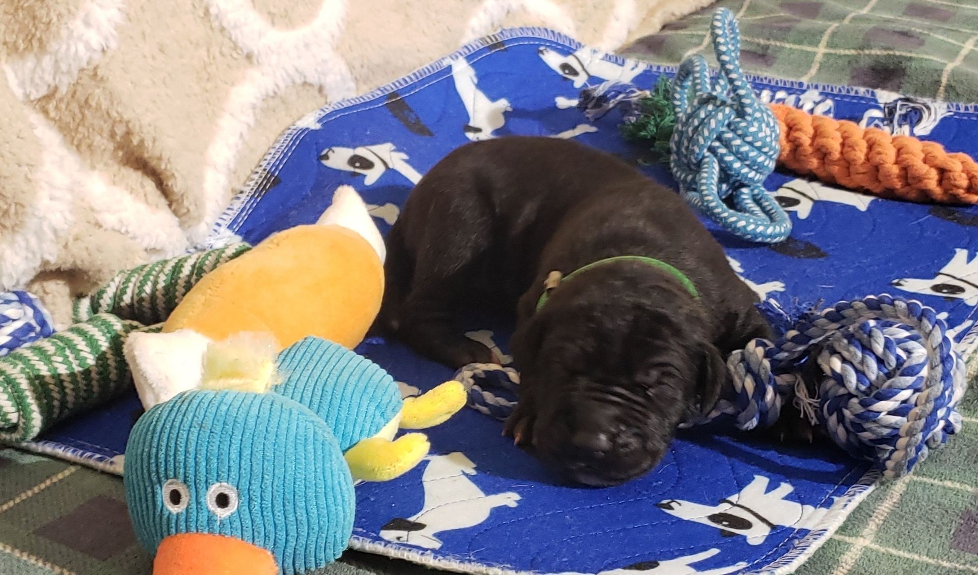 Sleeping black puppy on a blue blanket surrounded by colorful stuffed toys