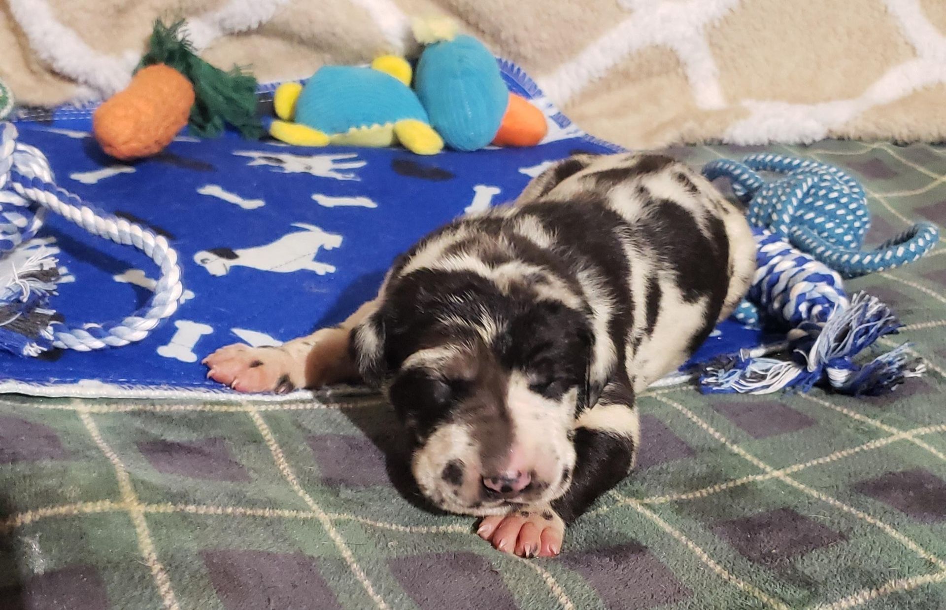 Black-and-white puppy sleeping stretched out on a blanket, with colorful toys behind it.