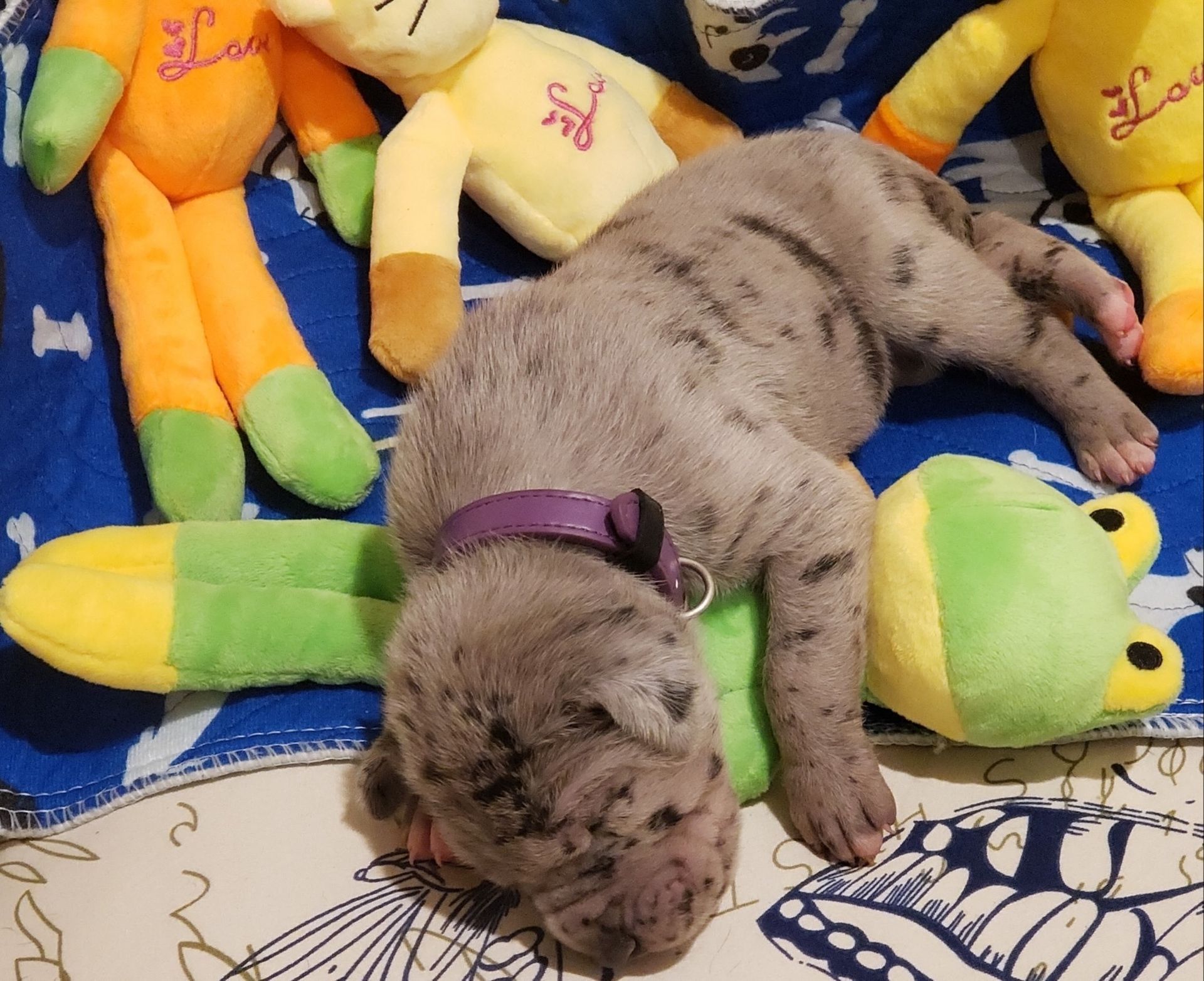 Tiny gray puppy with a purple collar sleeping on a blue blanket among colorful plush toys