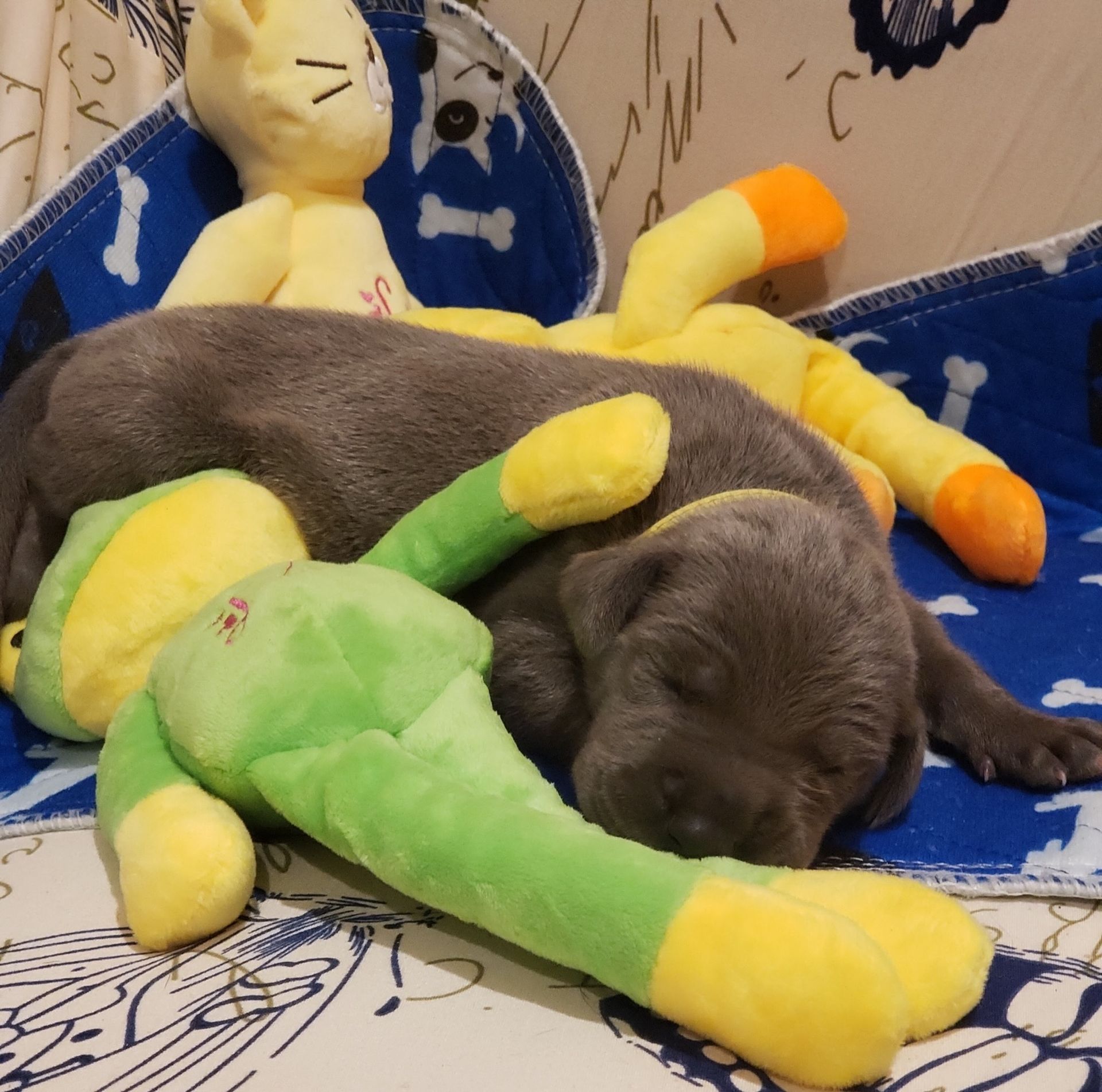 Sleepy gray puppy resting on a blue couch with a green stuffed toy