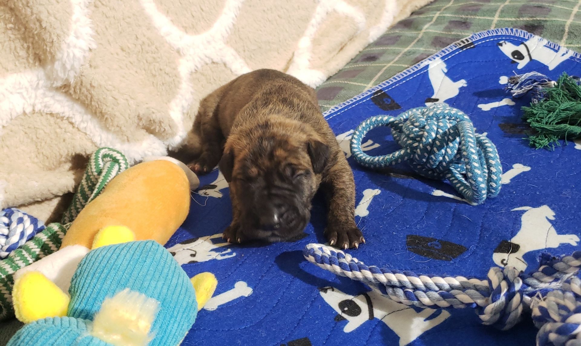 Small puppy on a blue blanket surrounded by toys, with its head down on a cozy bed.