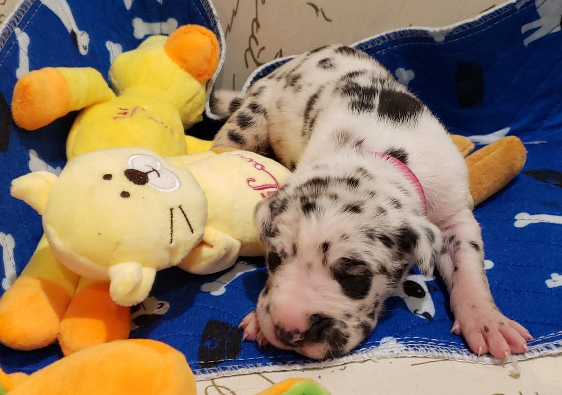 Spotted newborn puppy sleeping on a blue blanket beside a yellow stuffed lion toy